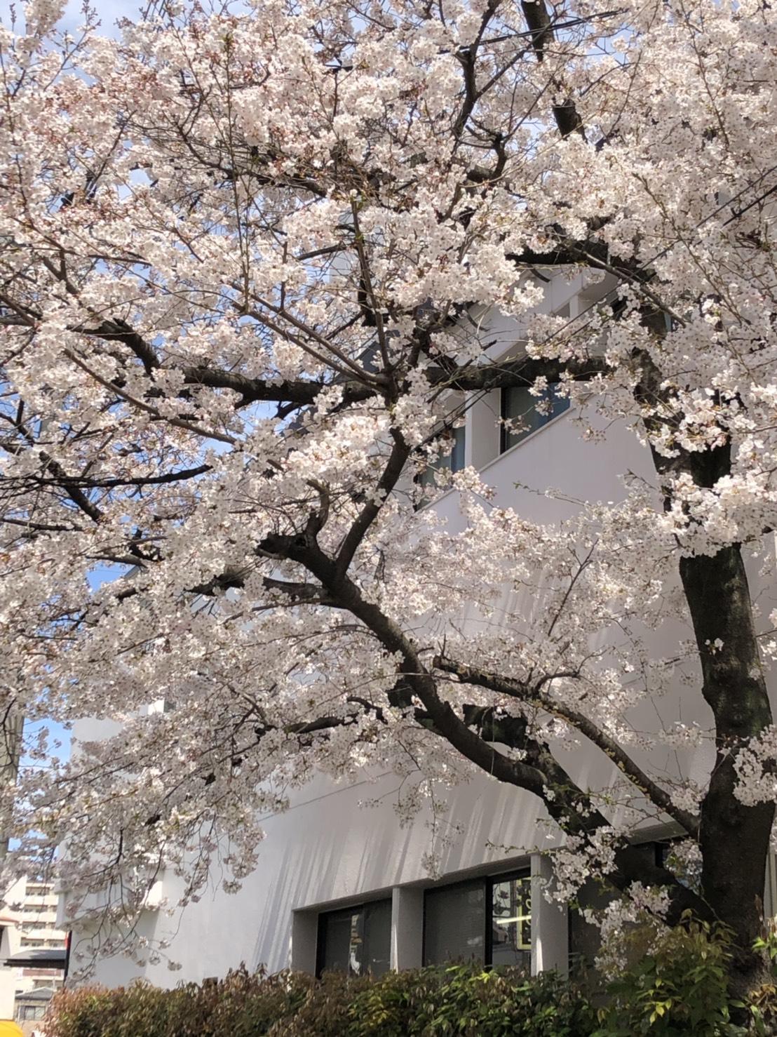 桜